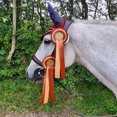 Irish Cob Crossbreed Vs. the flying dutchmann