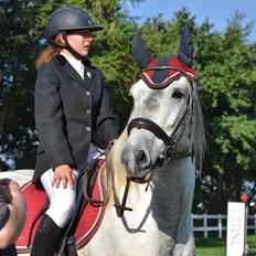Irish Cob Crossbreed Vs. the flying dutchmann