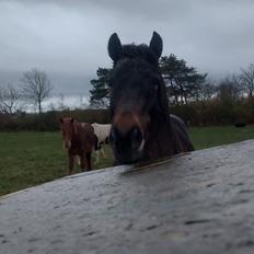 Islænder Geysir Fra Ravnekrogen