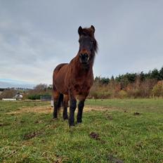Islænder Geysir Fra Ravnekrogen