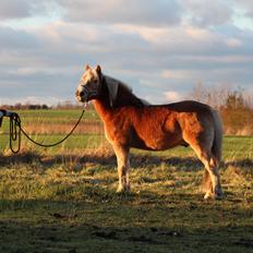 Haflinger Pepsi