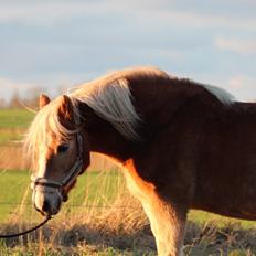 Haflinger Pepsi