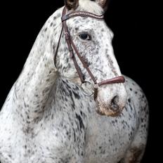 Knabstrupper HOLBÆKS THALULLAH