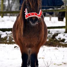 Shetlænder Skovbrynets Felix