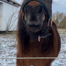 Shetlænder Skovbrynets Felix