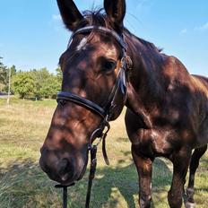 Anden særlig race Lundsmindes Nobell