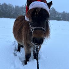 Shetlænder Frida fra Birch