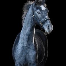 Dansk Varmblod Jar Jar Binks HG