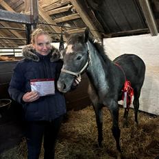 Dansk Varmblod Jar Jar Binks HG