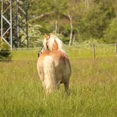 Haflinger Aslan