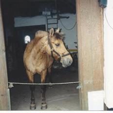 Anden særlig race Flejka