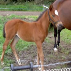 Shagya Araber (SH) Darumir