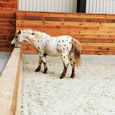 Anden særlig race Zweet Søffel