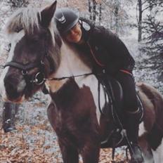 Islænder Silfur-Kria af Ledøje