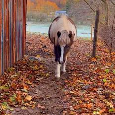 Islænder Silfur-Kria af Ledøje