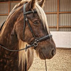 Irish Cob The Silverpatriot Van de godterstraat