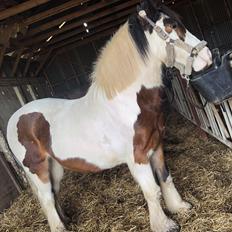 Irish Cob Apollo