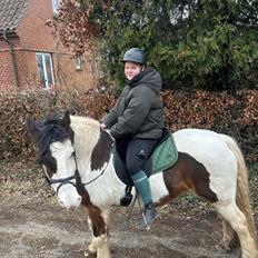 Irish Cob Apollo