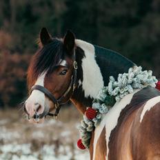 Anden særlig race Sir Louis of Gundelach