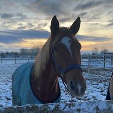 Tysk Varmblod Helvita Firfod