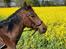 Standardbred Iamtheking