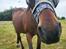 Standardbred Iamtheking