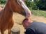 Welsh Cob (sec D) Lord Lenn