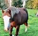 Welsh Pony af Cob-type (sec C) Thers Painted Princess RIP