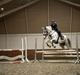 Irsk Sportshest Clogorrows Bonie