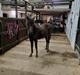 Welsh Pony (sec B) Lille Blombjerggårds Pinkie Pie