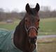 Standardbred Iamtheking
