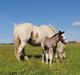 Irish Cob Crossbreed Phantom's feline