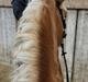 Haflinger Tottrupgaards Bellis