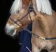 Haflinger Casandra