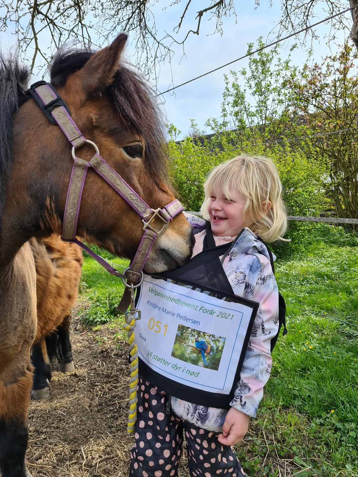 Shetlænder Diva billede 13