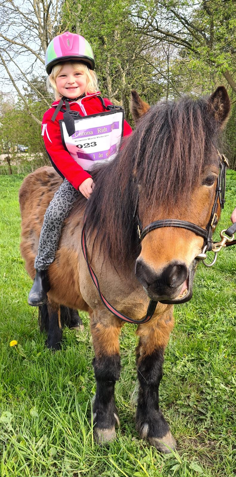 Shetlænder Diva billede 14