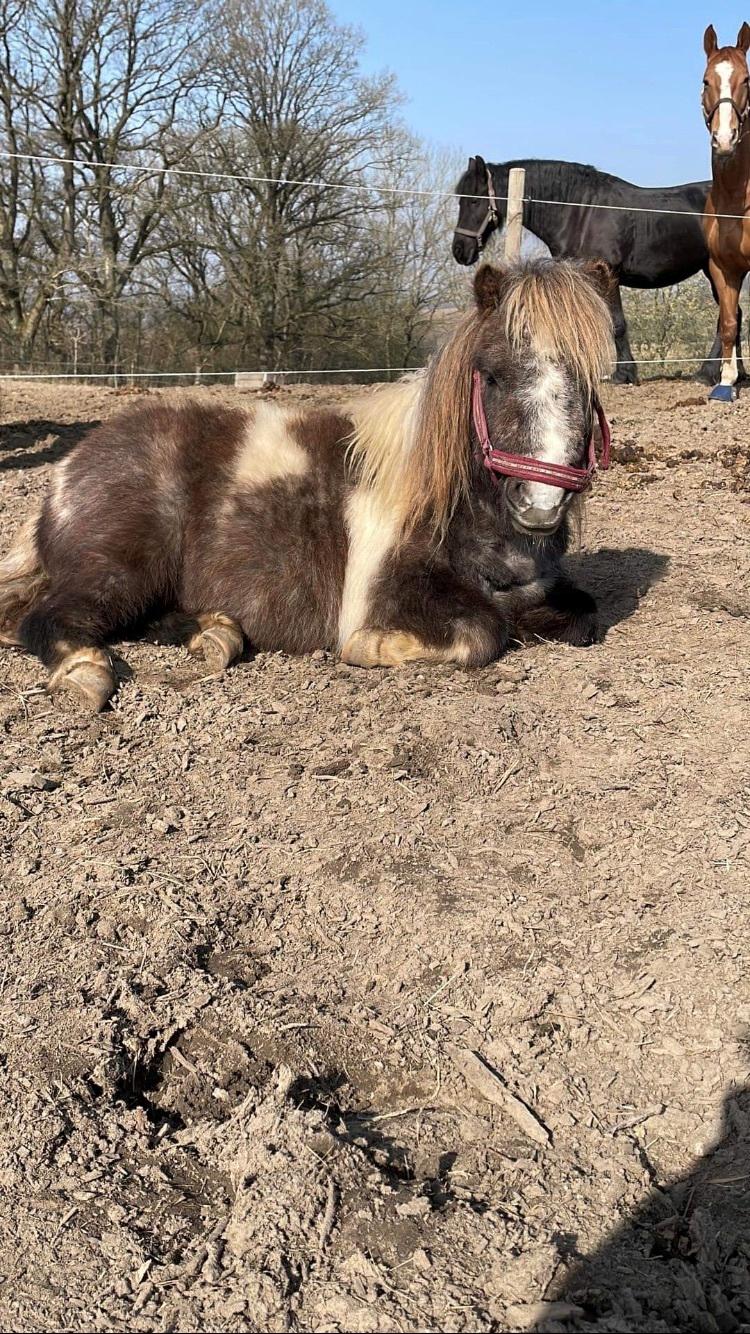 Shetlænder Mr. Bluey (Bølle) billede 9