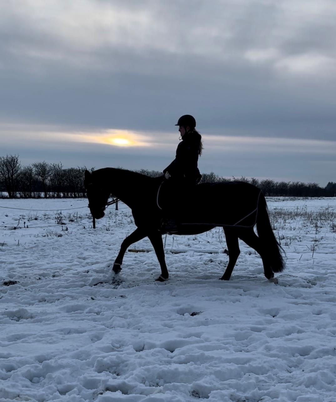 Dansk Varmblod Her royal princesse billede 6