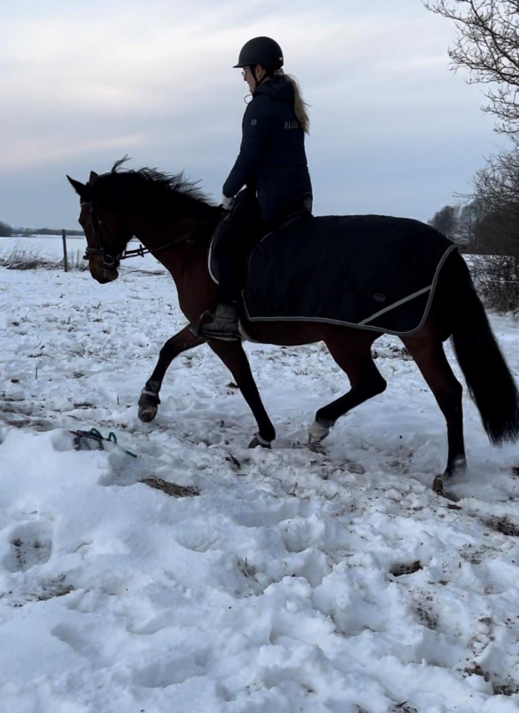 Dansk Varmblod Her royal princesse billede 5