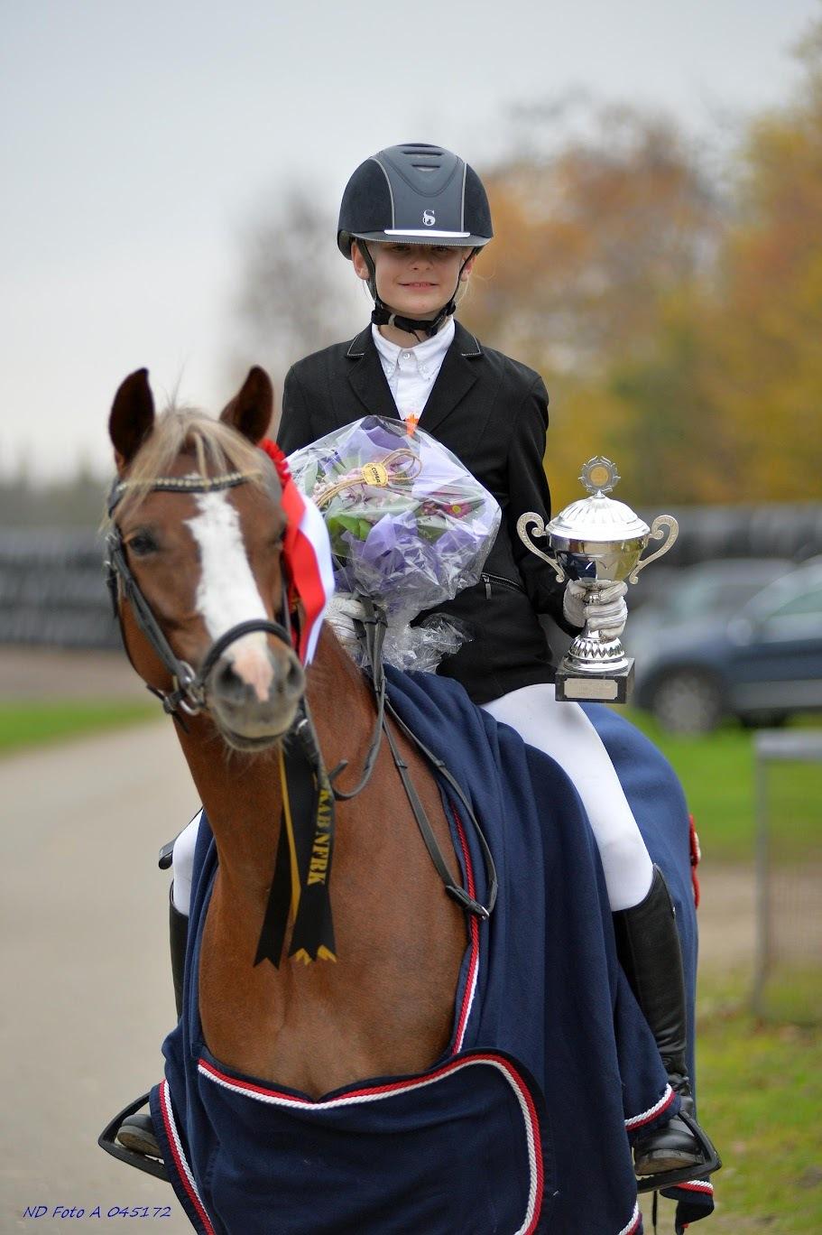 Welsh Pony (sec B) Dahlsminde Glory (dnk) billede 1