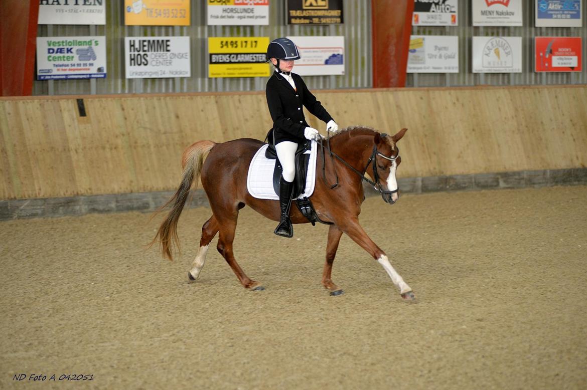 Welsh Pony (sec B) Dahlsminde Glory (dnk) billede 3