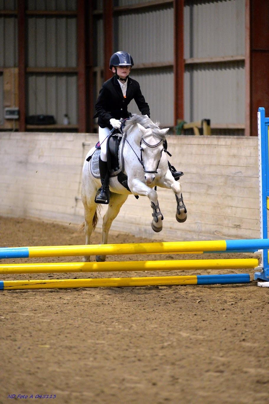 Welsh Pony (sec B) Dahlsminde Milano (dnk) billede 9