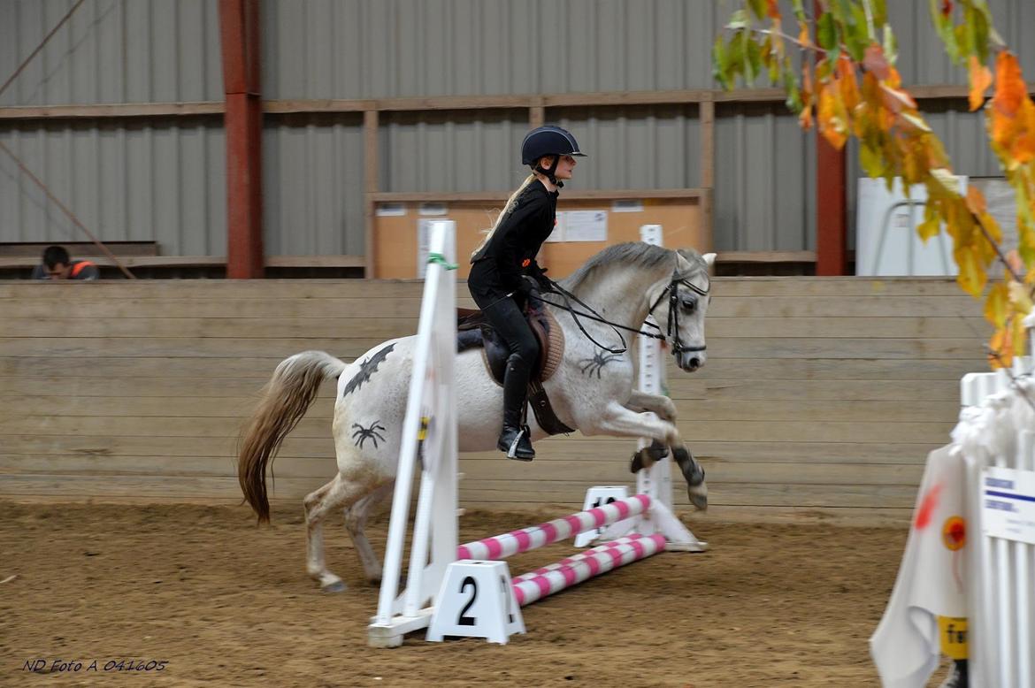 Welsh Pony (sec B) Dahlsminde Milano (dnk) billede 10