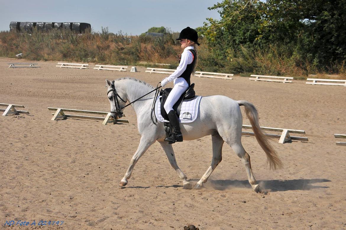 Welsh Pony (sec B) Dahlsminde Milano (dnk) billede 11
