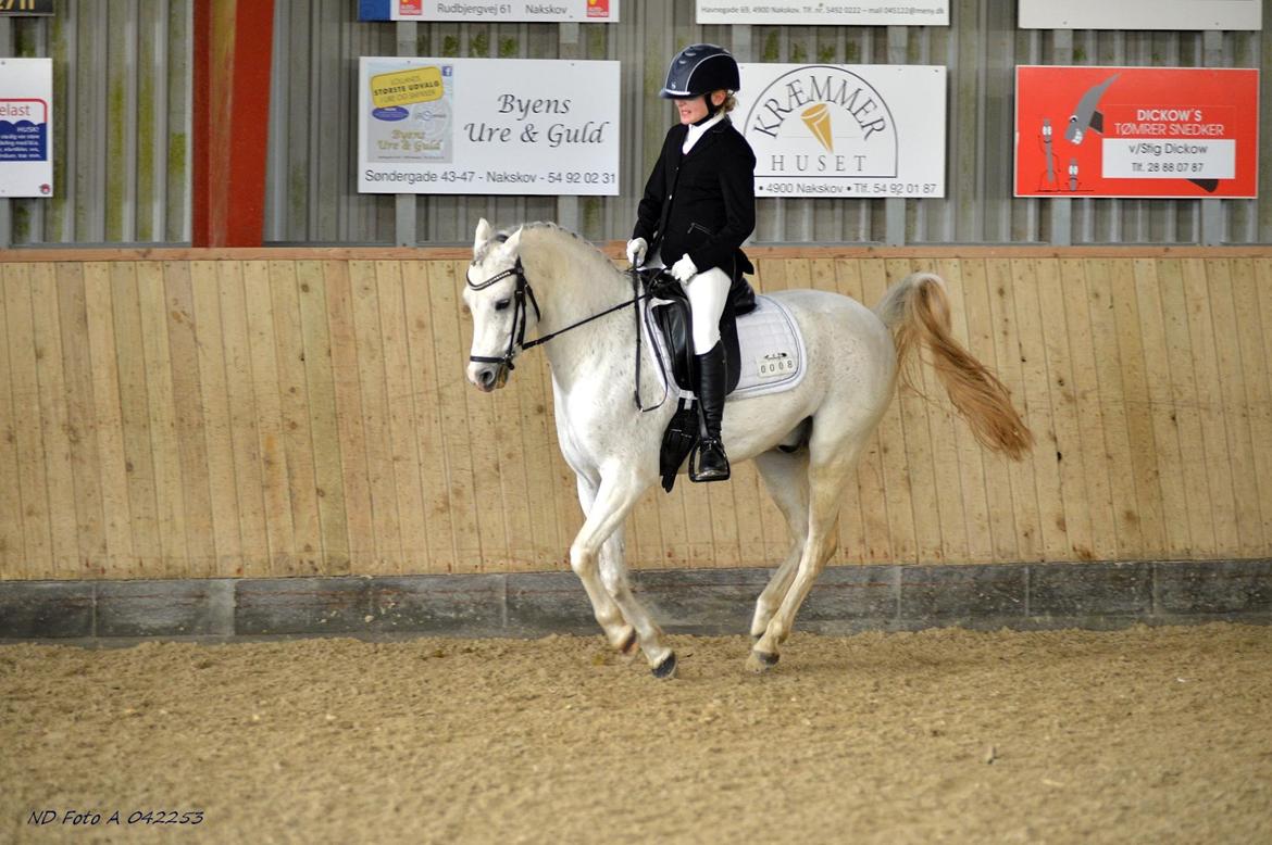 Welsh Pony (sec B) Dahlsminde Milano (dnk) billede 12