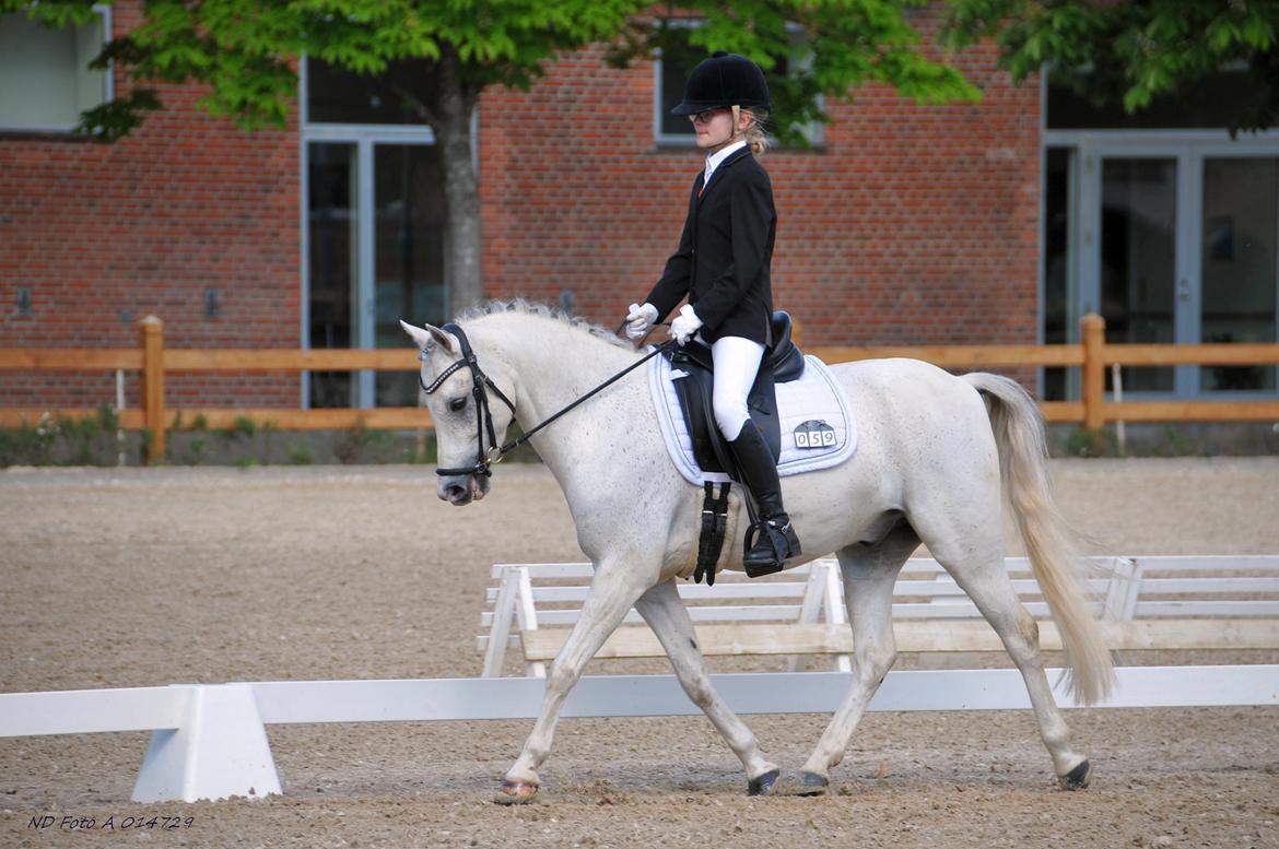 Welsh Pony (sec B) Dahlsminde Milano (dnk) billede 13