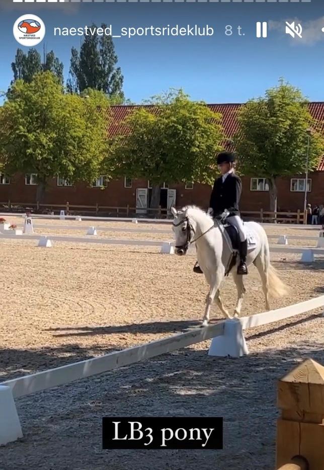 Welsh Pony (sec B) Dahlsminde Milano (dnk) billede 14