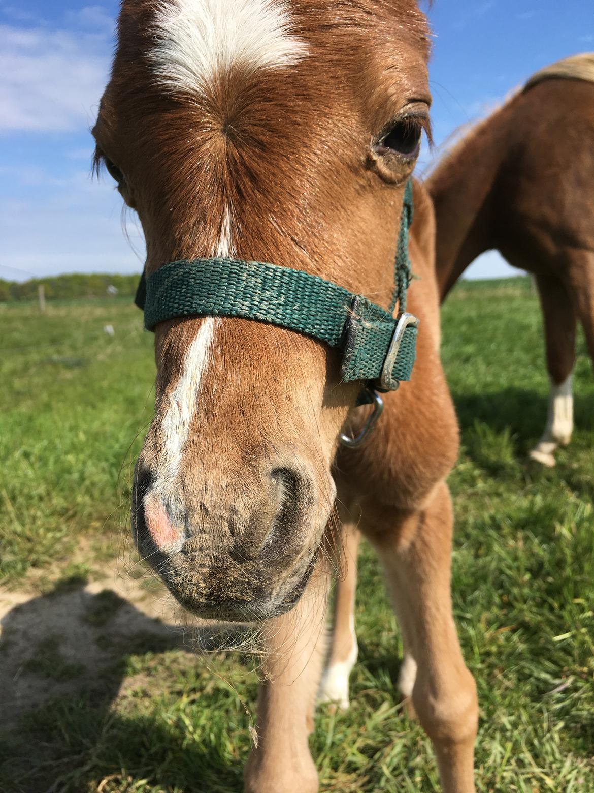 Welsh Pony (sec B) Bendix aviaja girl on fire billede 1