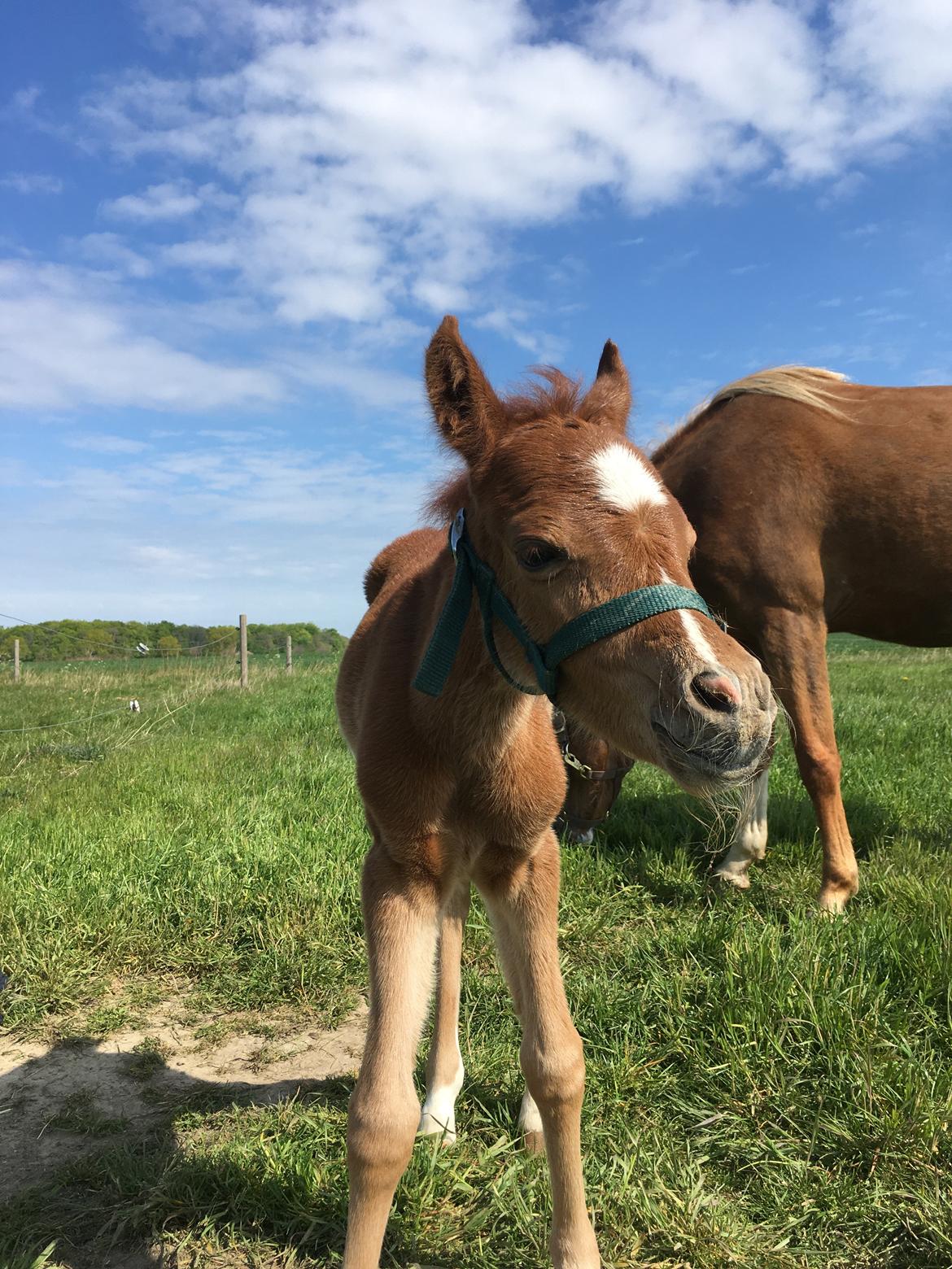 Welsh Pony (sec B) Bendix aviaja girl on fire billede 2