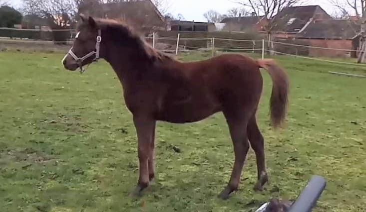 Welsh Pony (sec B) Bendix aviaja girl on fire billede 7